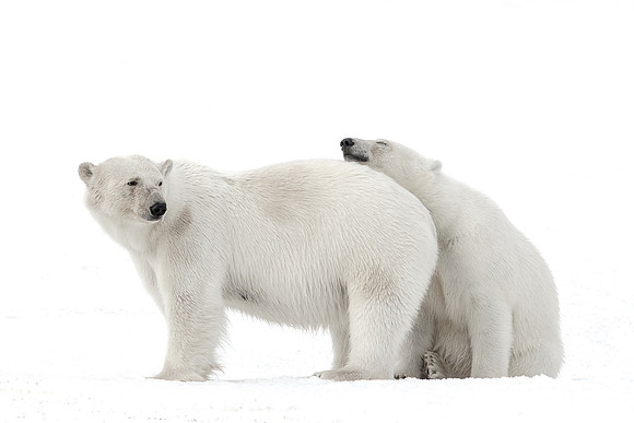 "A Mother's Love"