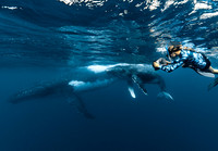 Photographing whales in Tonga