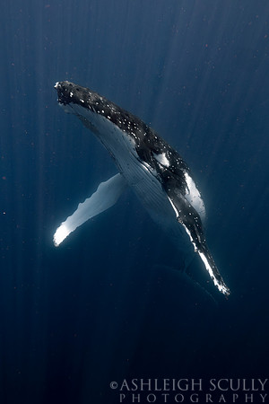"The Deep"