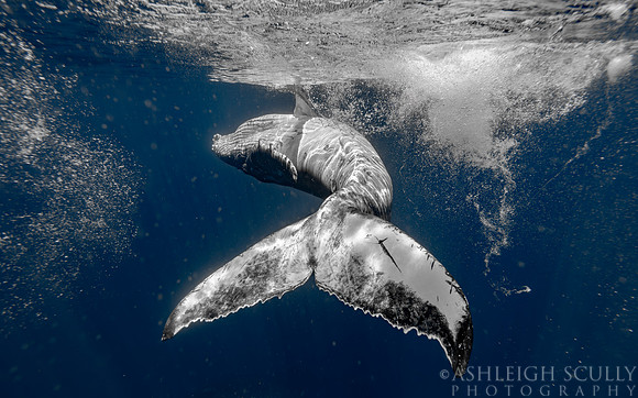 "Whale Dance"