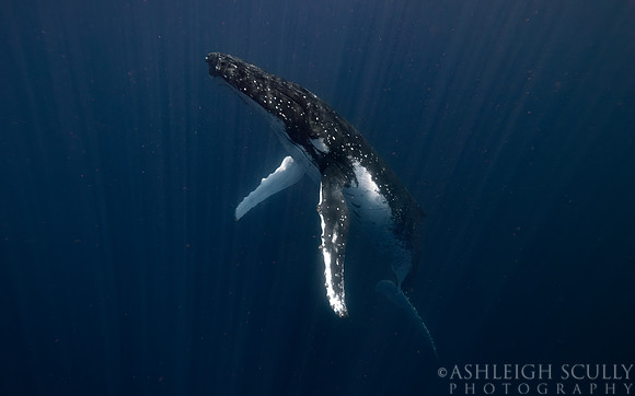 "Leviathan"