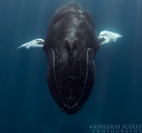 "Gentle Giant"