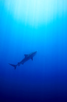 "Into the Blue"