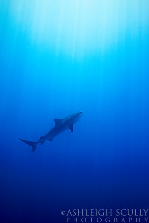 "Into the Blue"