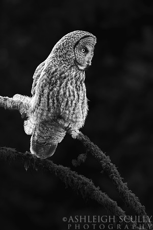 "Grey Ghost B/W"