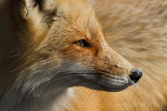 "Sunset Vixen"
