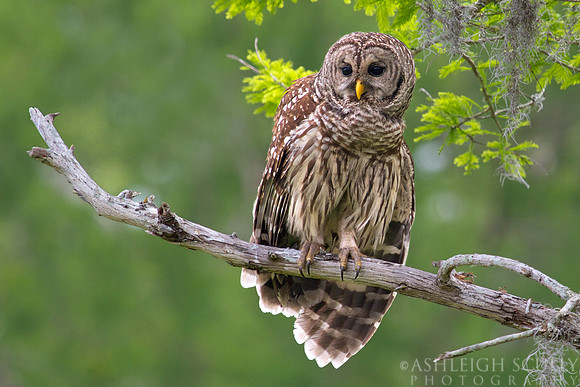"Barred Owl"
