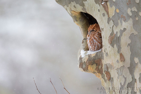 "Sycamore Sentry"