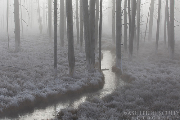"Misty Morning at Tangled Creek"