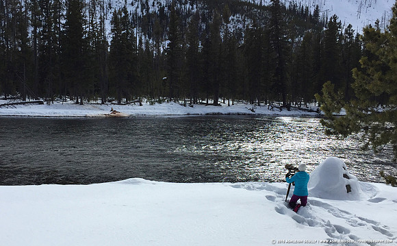 On the Madison River, Yellowstone, 2016