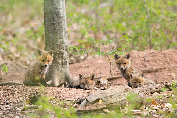 "Red, Root, Pounce and Dot"