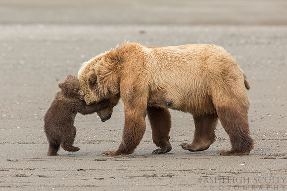 "Bear Hug"