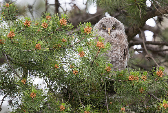 "Great Gray Owlet"